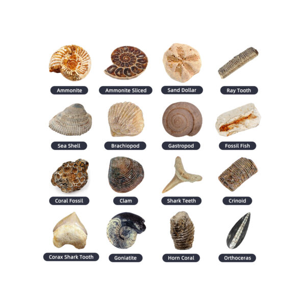 I Can Be A Paleontologist - Image 3